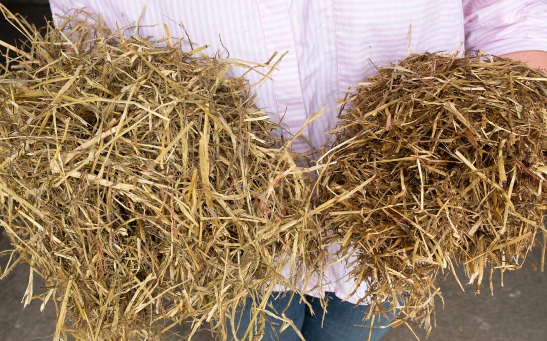 Does Haylage Go Off?