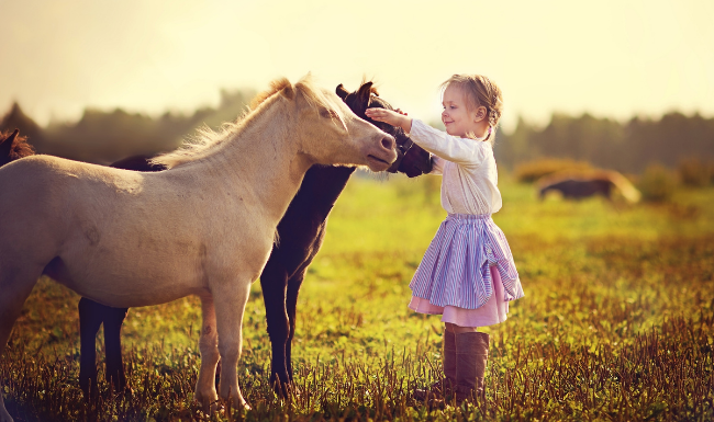 Little girl giving her two ponies a pat on the nose