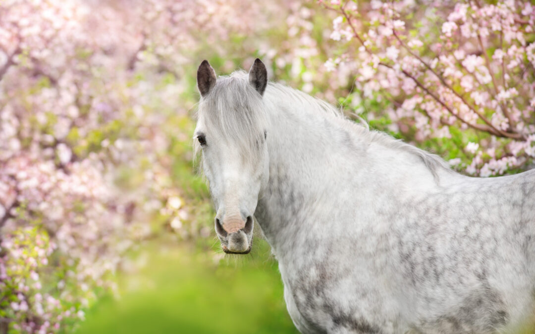 White horse in spring blossom