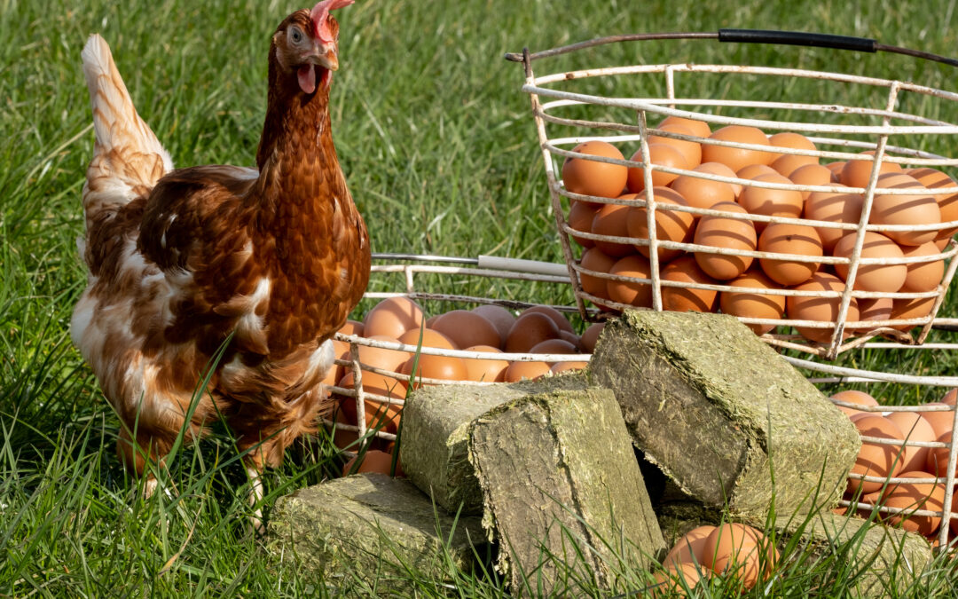 Chicken with Alfa-Grit-Blocks and a basket of eggs