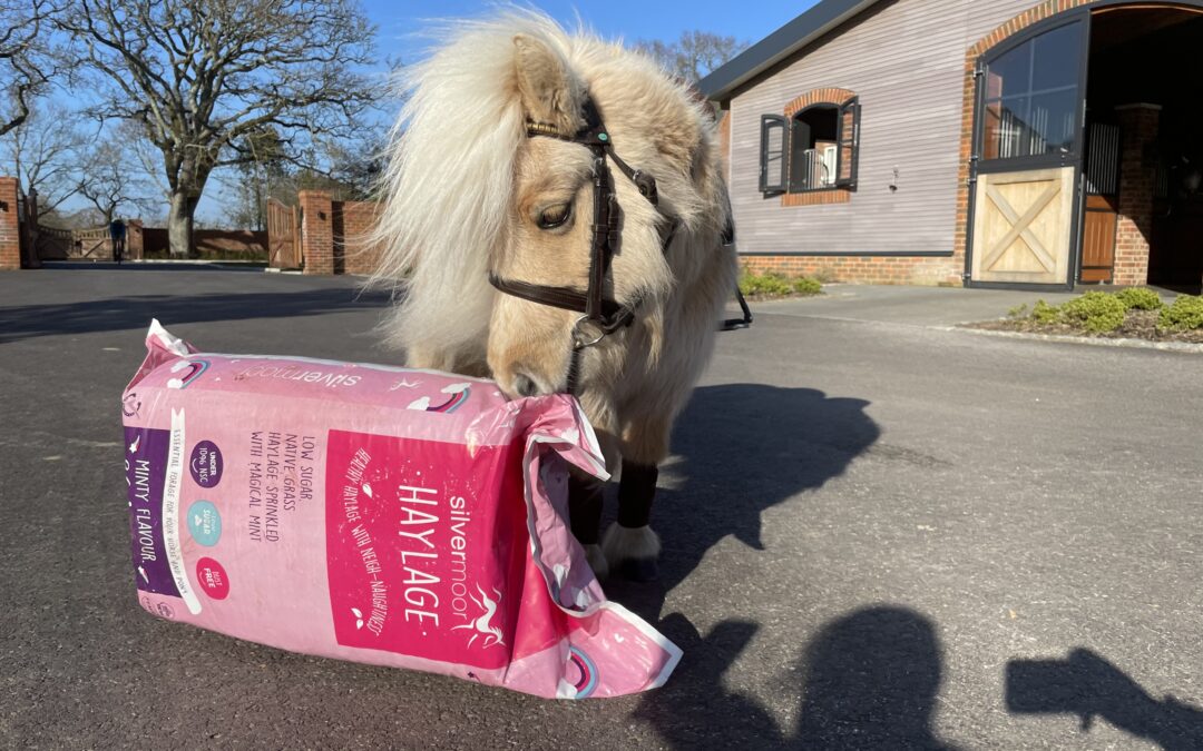 Cute horse with bag of pink unicorn haylage in the sunshine.