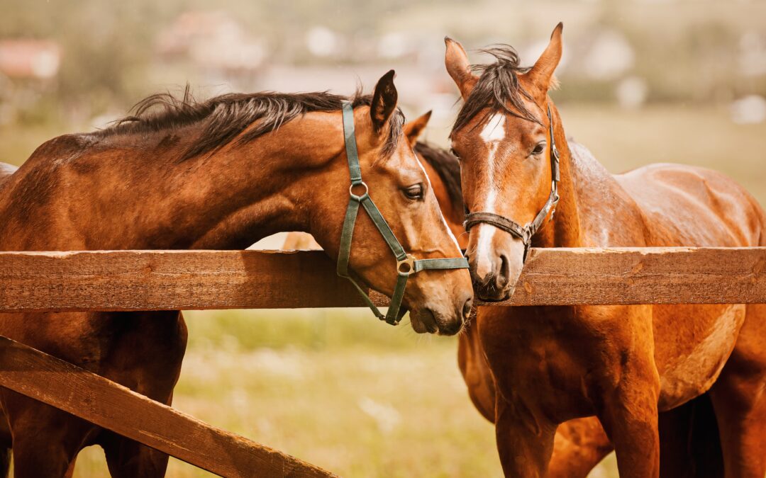 Two happy horses leaning over a gate